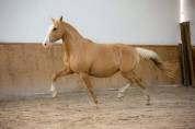 Lusitanien , lusitano a vendre 5 ans