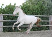 Lusitanien , lusitano a vendre 5 ans
