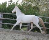 Lusitanien , lusitano a vendre 5 ans
