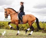 Lusitanien , lusitano a vendre 5 ans