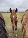 URGENT : Duo de pouliches &agrave; placer ensemble