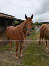 URGENT : Duo de pouliches &agrave; placer ensemble