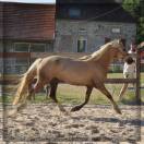 Femelle Welsh Cob de 3 ans