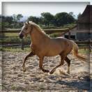 Femelle Welsh Cob de 3 ans