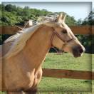 Femelle Welsh Cob de 3 ans