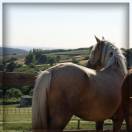 Femelle Welsh Cob de 3 ans