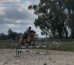 Hongre PFS 8 ans 