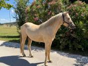 Welsh Part-Bred palomino de 4 ans 