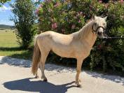 Welsh Part-Bred palomino de 4 ans 