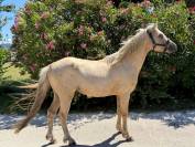 Welsh Part-Bred palomino de 4 ans 