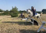 Poney de sport - Fantastique du meyras 