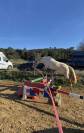 Poney de sport - Harrowdale