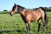 Jument crois&eacute;e cob normande arabe de 3 ans