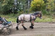 Jument trait belge de 3 ans