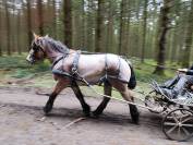 Jument trait belge de 3 ans