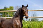Pouliche AES Cob Normand x Frison