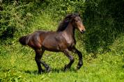 Pouliche AES Cob Normand x Frison