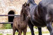 Pouliche Frison PP