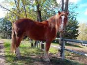 Gelding Breton Heavy Draft For sale 2016 Chesnut