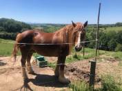 Gelding Breton Heavy Draft For sale 2016 Chesnut