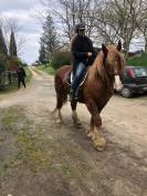 Gelding Breton Heavy Draft For sale 2016 Chesnut