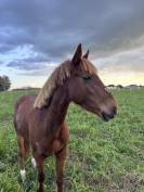 Ponette C 
