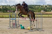 Hongre Selle Francais 7 ans 