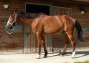 Cheval Mag Ness