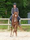 Poney Mazaak