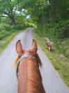 Poney Mazaak