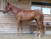 Poney Mazaak