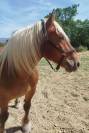 Cheval de trait comtois 9 ans dress&eacute;, mont&eacute;, attel&eacute;