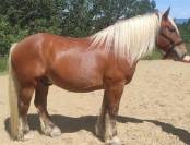 Cheval de trait comtois 9 ans dress&eacute;, mont&eacute;, attel&eacute;