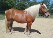 Cheval de trait comtois 9 ans dress&eacute;, mont&eacute;, attel&eacute;