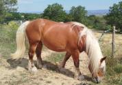 Cheval de trait comtois 9 ans dress&eacute;, mont&eacute;, attel&eacute;