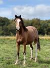 Magnifique pouliche 2 ans pfs