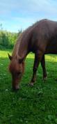 Merrie Welsh Pony (Section B) Te koop 2015 Vos