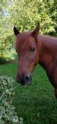 Merrie Welsh Pony (Section B) Te koop 2015 Vos