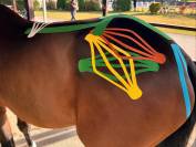 Kinesio taping &eacute;quin &ndash; Formation en ligne