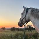Cheval &agrave; vendre ou &eacute;change 