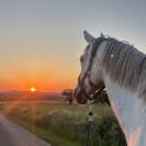 Cheval &agrave; vendre ou &eacute;change 
