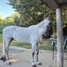Cheval &agrave; vendre ou &eacute;change 