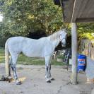 Cheval &agrave; vendre ou &eacute;change 
