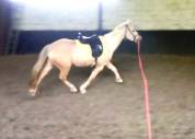 Ponette 4 ans petite D Palomino 