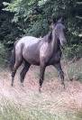 Pouliche DSA BLACK L&Eacute;OPARD CAP&Eacute; TACH&Eacute;E 