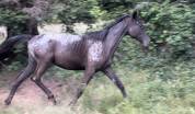 Pouliche DSA BLACK L&Eacute;OPARD CAP&Eacute; TACH&Eacute;E 