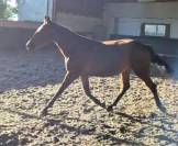 Ponette 3ans 1m50 Bai