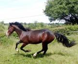 Tr&egrave;s beau M&acirc;le 2ans PFS 