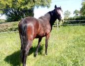 Tr&egrave;s beau M&acirc;le 2ans PFS 