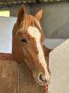 Minadora de l&rsquo;Aube, PFS de 4 ans 
